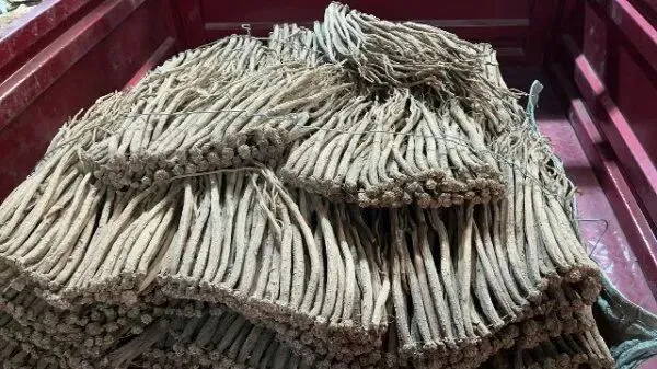 2026年4月13日首阳中药材市场快讯(切片市场上货量稳定,整体交易走缓)