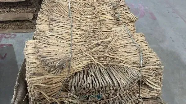 2026年4月13日首阳中药材市场快讯(切片市场上货量稳定,整体交易走缓)