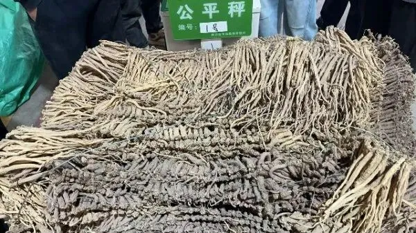 2026年4月13日首阳中药材市场快讯(切片市场上货量稳定,整体交易走缓)