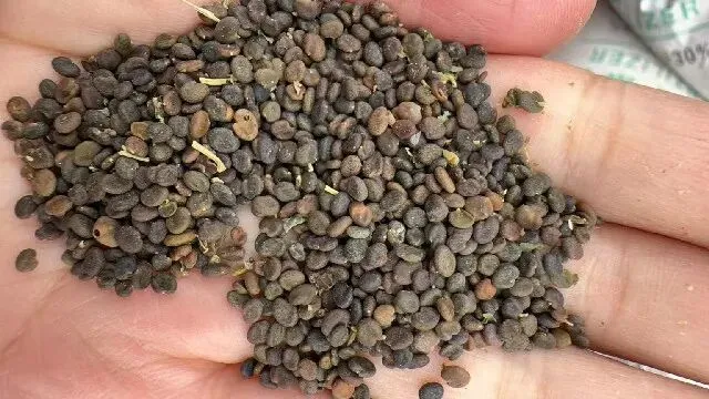 2026年4月13日首阳中药材市场快讯(切片市场上货量稳定,整体交易走缓)