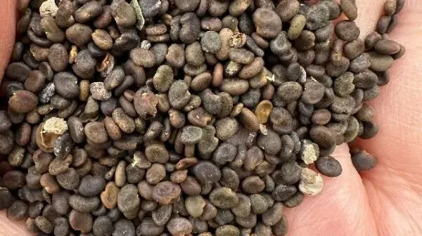 2026年4月13日首阳中药材市场快讯(切片市场上货量稳定,整体交易走缓)