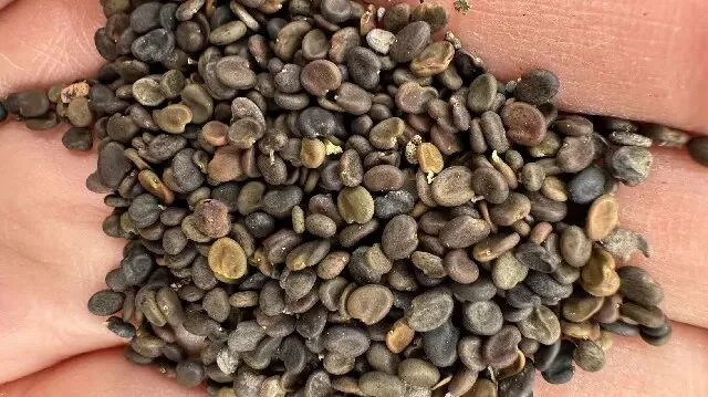 2026年4月13日首阳中药材市场快讯(切片市场上货量稳定,整体交易走缓)