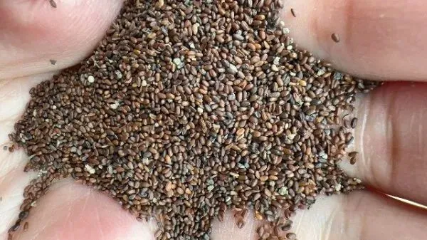 2026年4月13日首阳中药材市场快讯(切片市场上货量稳定,整体交易走缓)