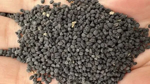 2026年4月13日首阳中药材市场快讯(切片市场上货量稳定,整体交易走缓)