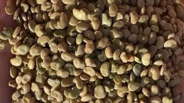 2026年4月13日首阳中药材市场快讯(切片市场上货量稳定,整体交易走缓)