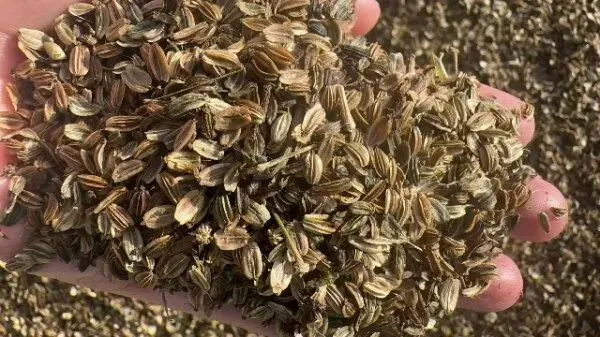 2026年4月13日首阳中药材市场快讯(切片市场上货量稳定,整体交易走缓)