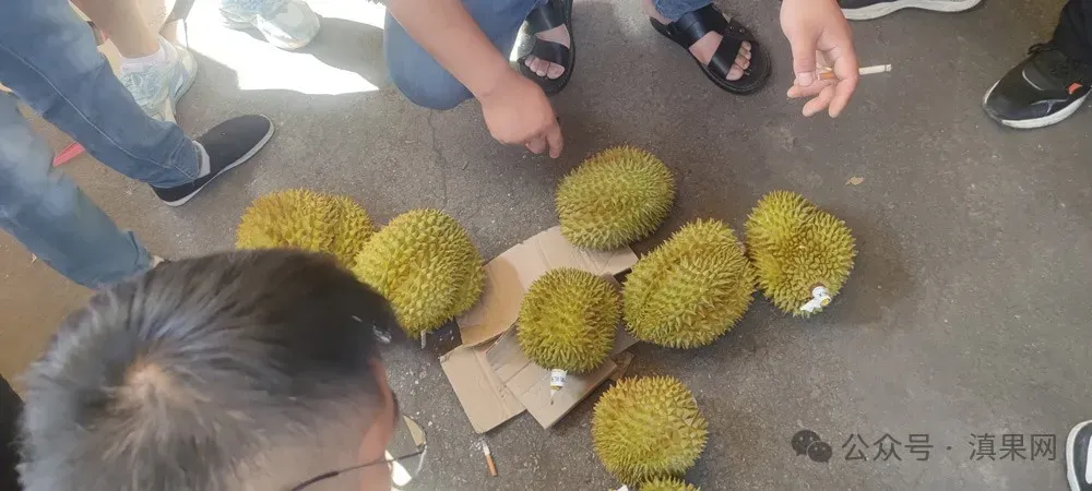 老司机都知道:榴莲从批发市场原箱进货,这几个坑必踩