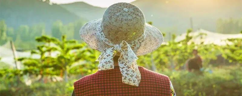 《农业经理人》农产品的市场营销现状和策略@职业技能等级证书(理论复习题)学习