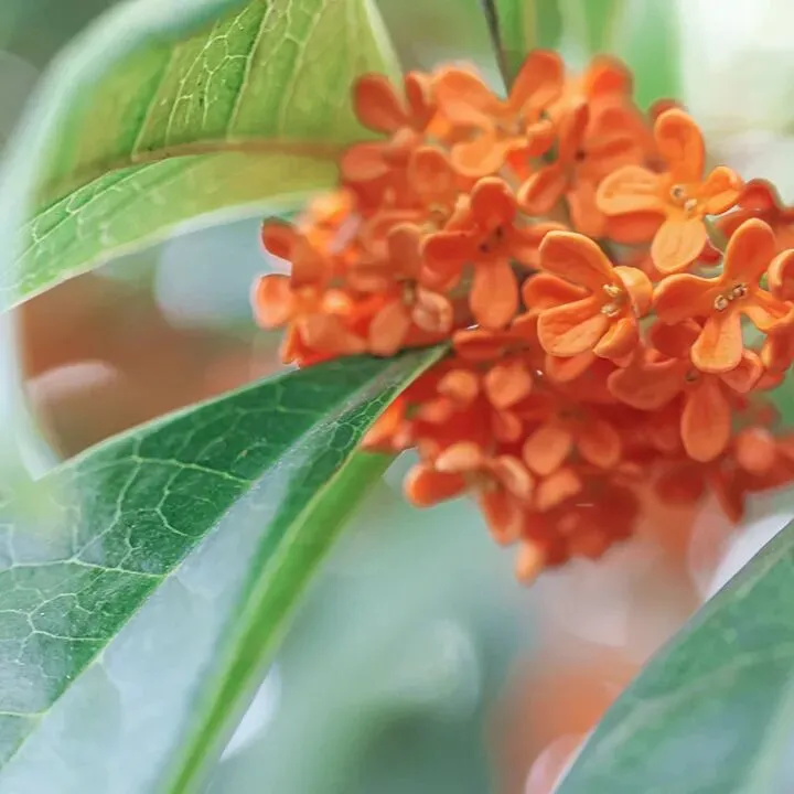 惠城营销节 即将开启!