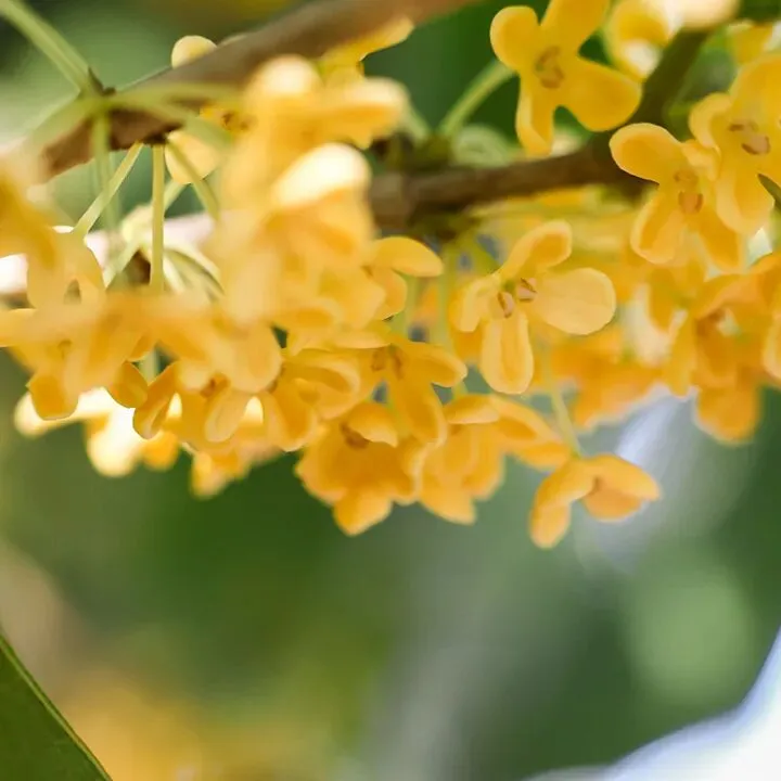 惠城营销节 即将开启!