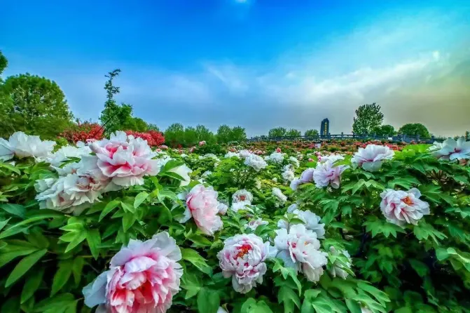 2026年洛阳市零工市场“花开洛城・职等你来”文旅专场招聘会邀请函