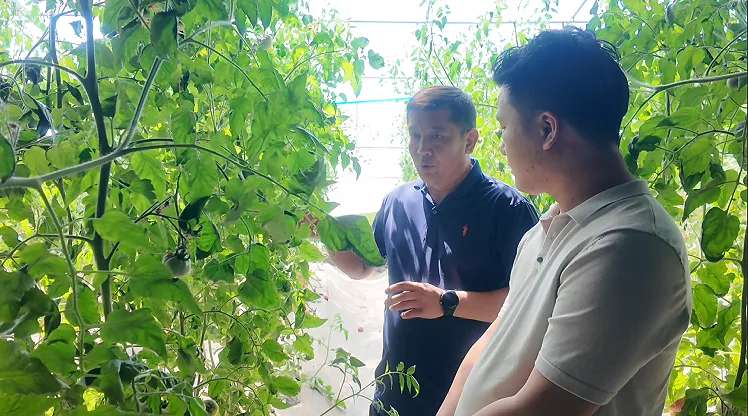 吐鲁番市高昌区:农超对接 打通田间到市场“最后一公里”