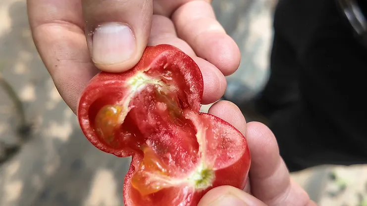 吐鲁番市高昌区:农超对接 打通田间到市场“最后一公里”