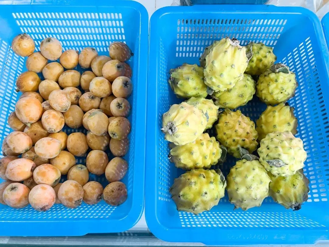 乐昌优质农产品正式进驻大朗市场