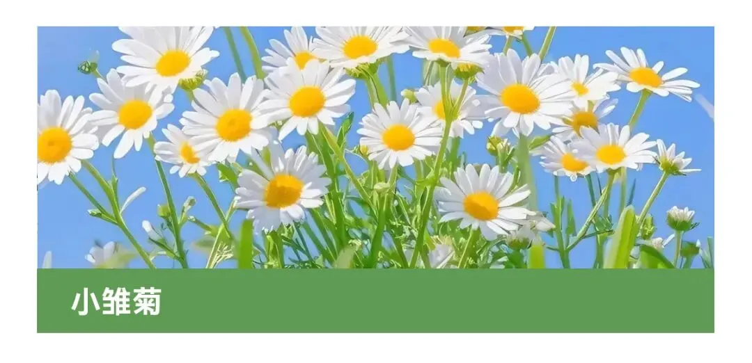 花店四月营销日历