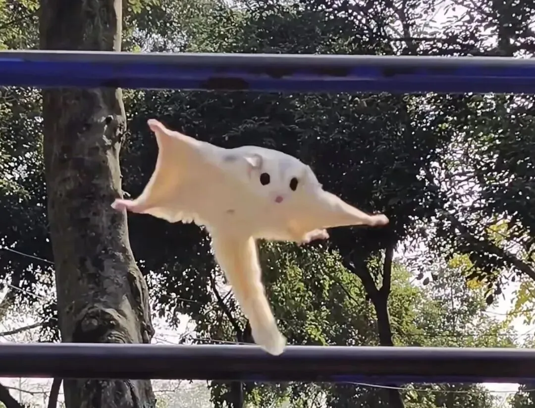 百亿“冷宠”市场热了,这届年轻人为何钟情“神奇动物”?