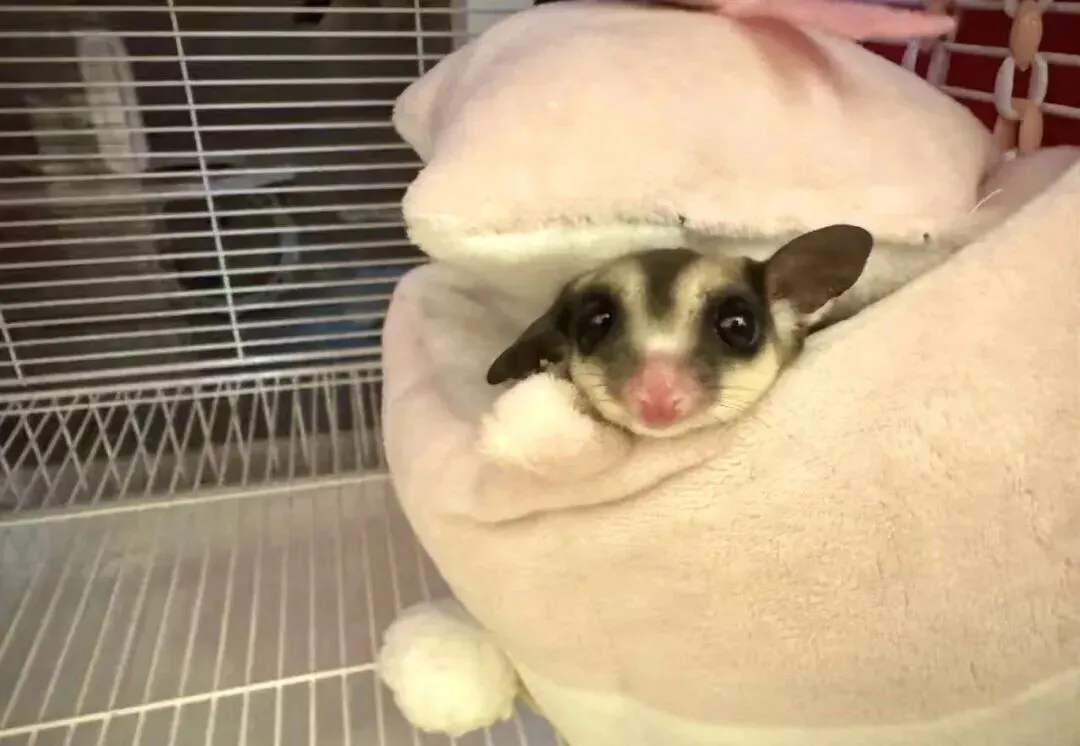 百亿“冷宠”市场热了,这届年轻人为何钟情“神奇动物”?