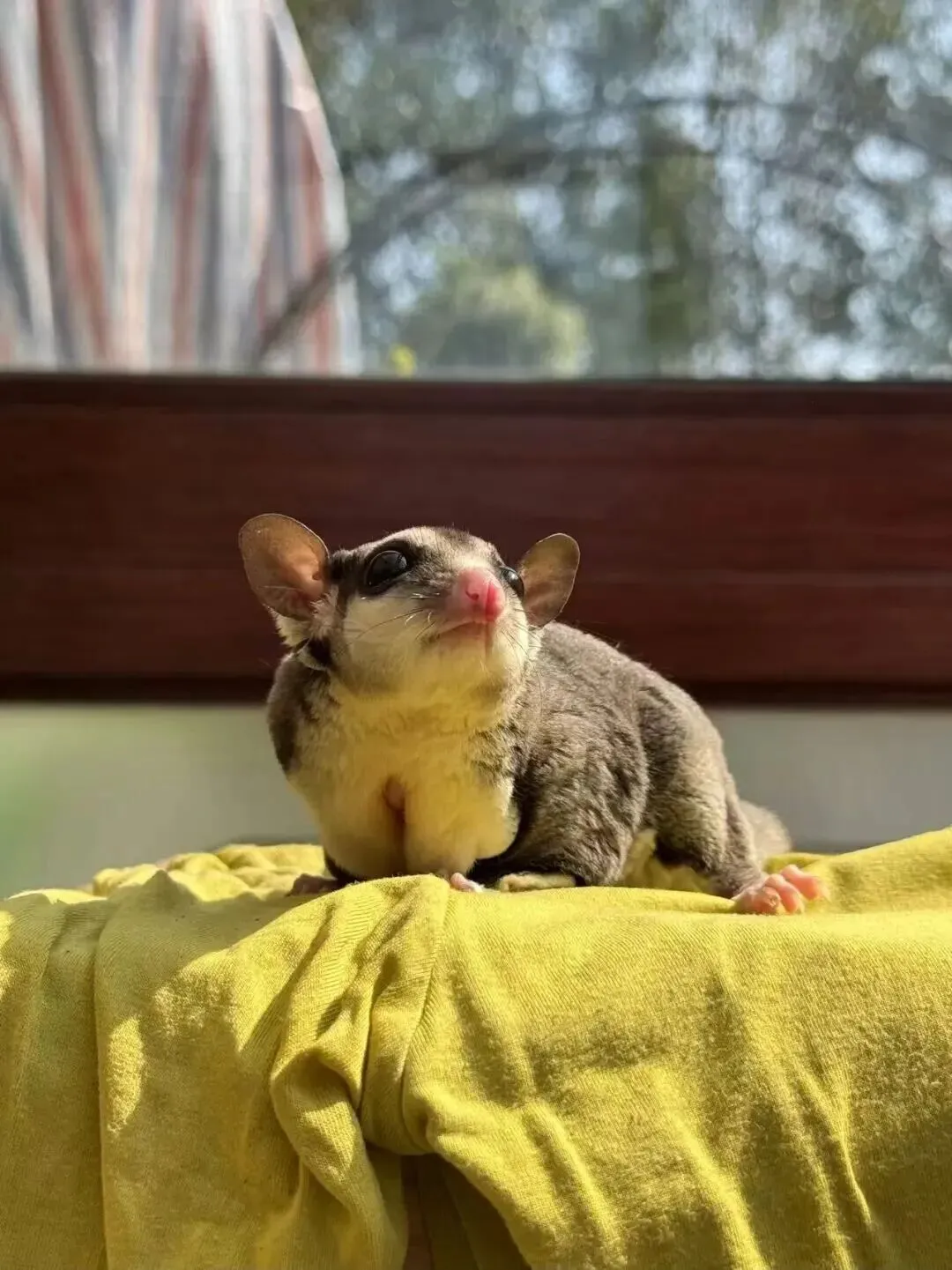 百亿“冷宠”市场热了,这届年轻人为何钟情“神奇动物”?