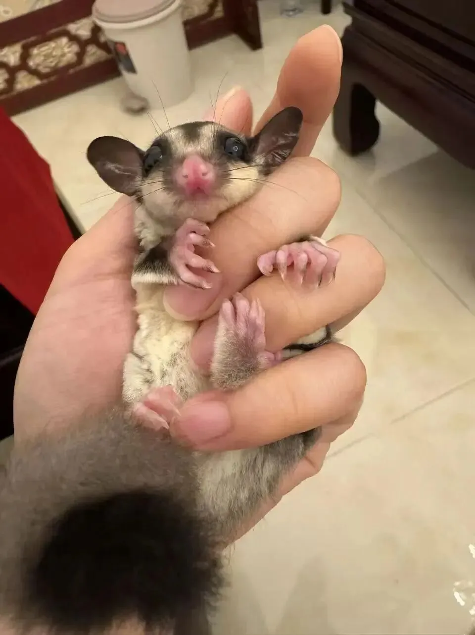 百亿“冷宠”市场热了,这届年轻人为何钟情“神奇动物”?