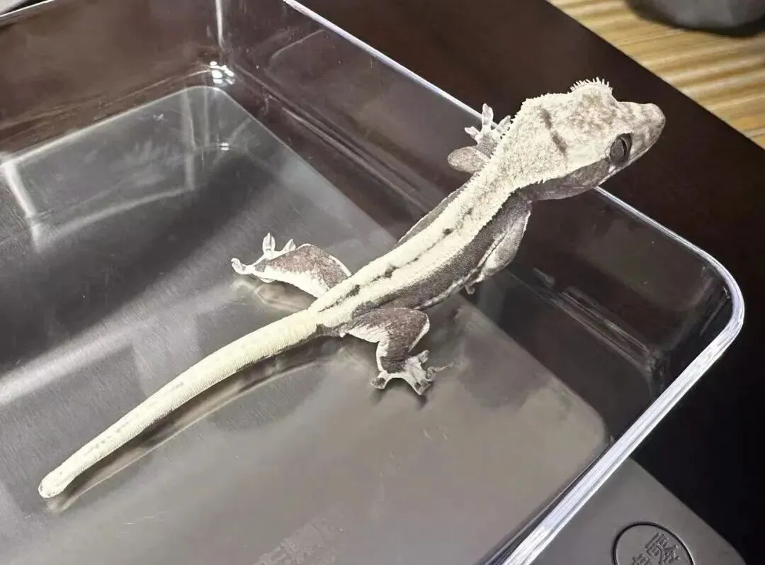 百亿“冷宠”市场热了,这届年轻人为何钟情“神奇动物”?