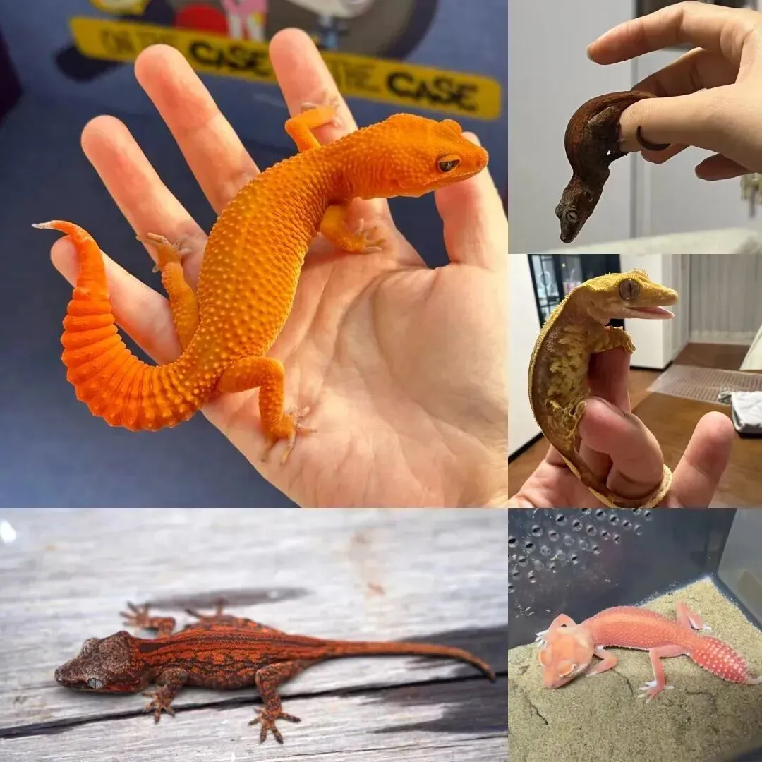 百亿“冷宠”市场热了,这届年轻人为何钟情“神奇动物”?