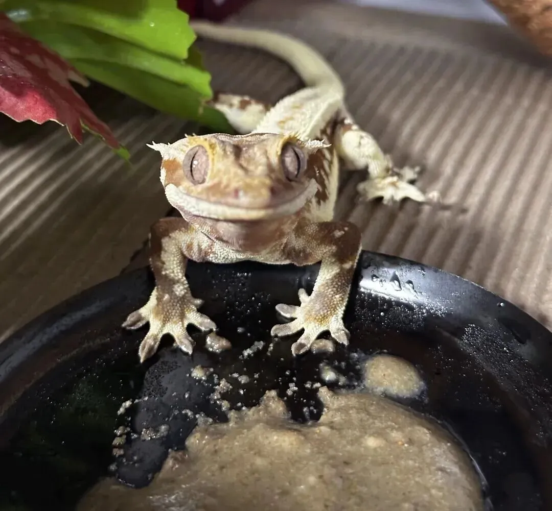 百亿“冷宠”市场热了,这届年轻人为何钟情“神奇动物”?