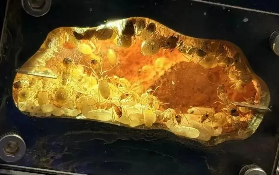 百亿“冷宠”市场热了,这届年轻人为何钟情“神奇动物”?