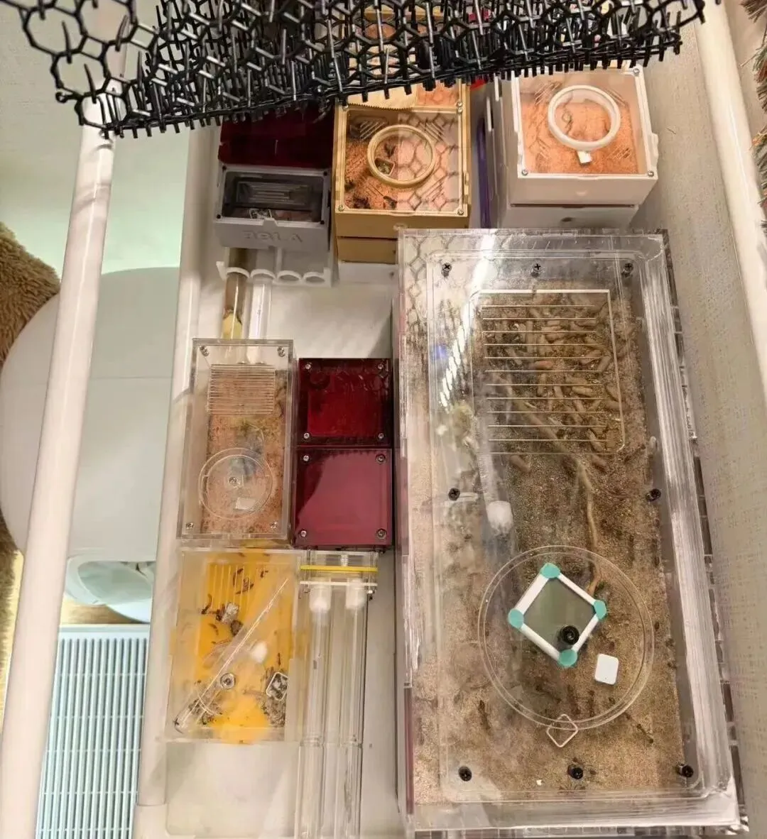 百亿“冷宠”市场热了,这届年轻人为何钟情“神奇动物”?