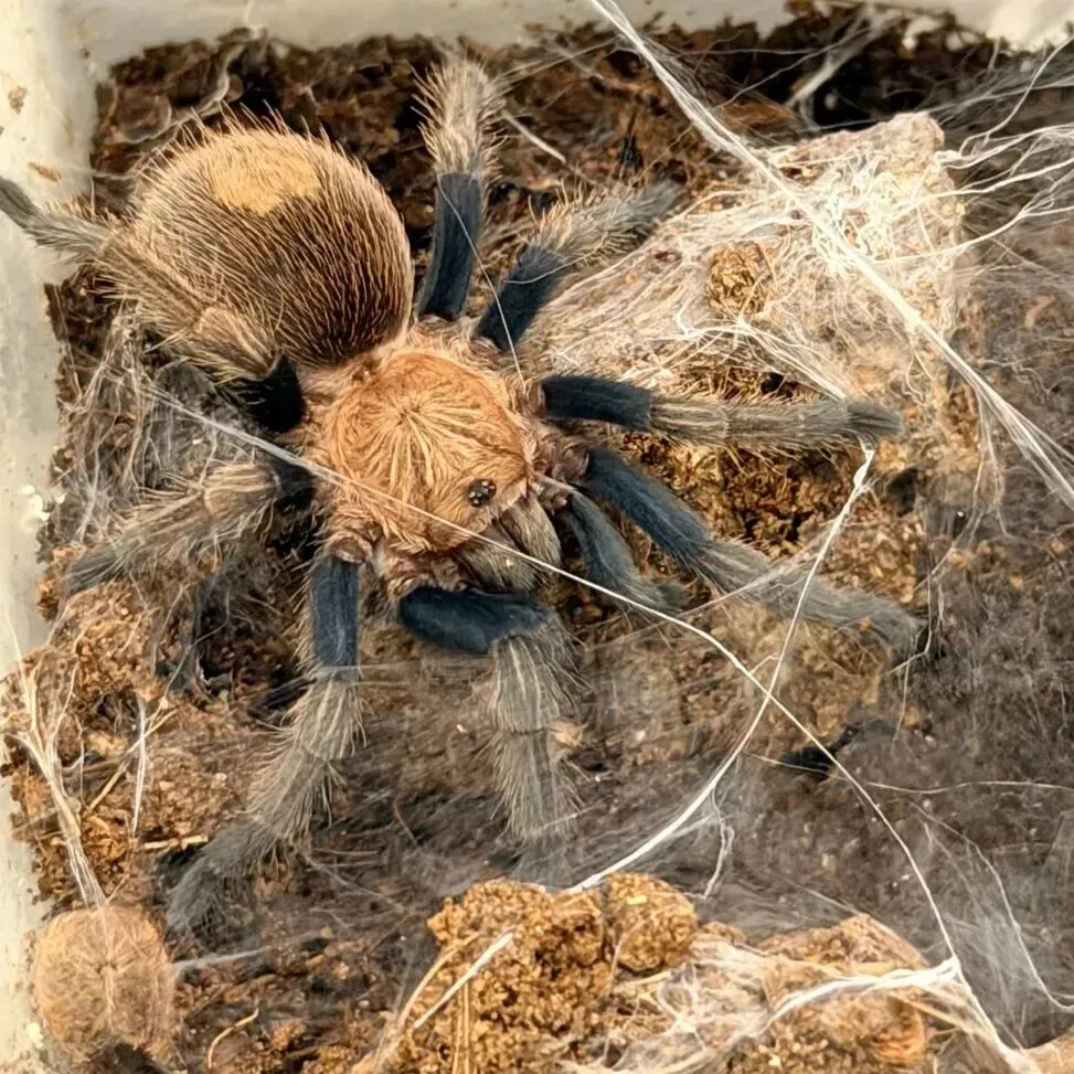 百亿“冷宠”市场热了,这届年轻人为何钟情“神奇动物”?