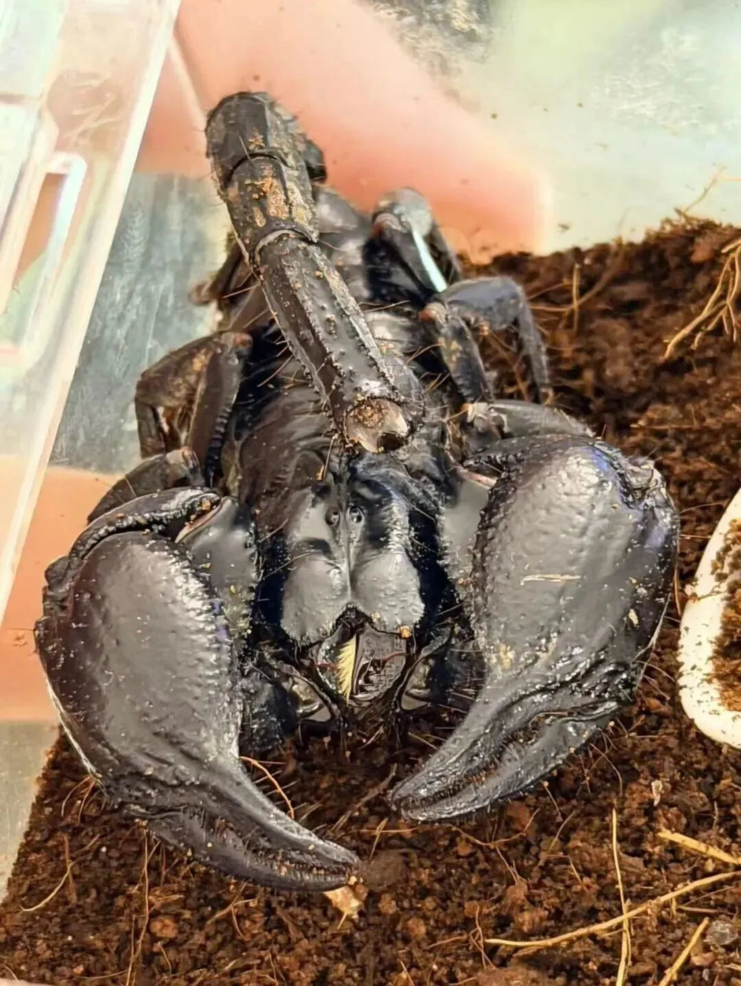 百亿“冷宠”市场热了,这届年轻人为何钟情“神奇动物”?