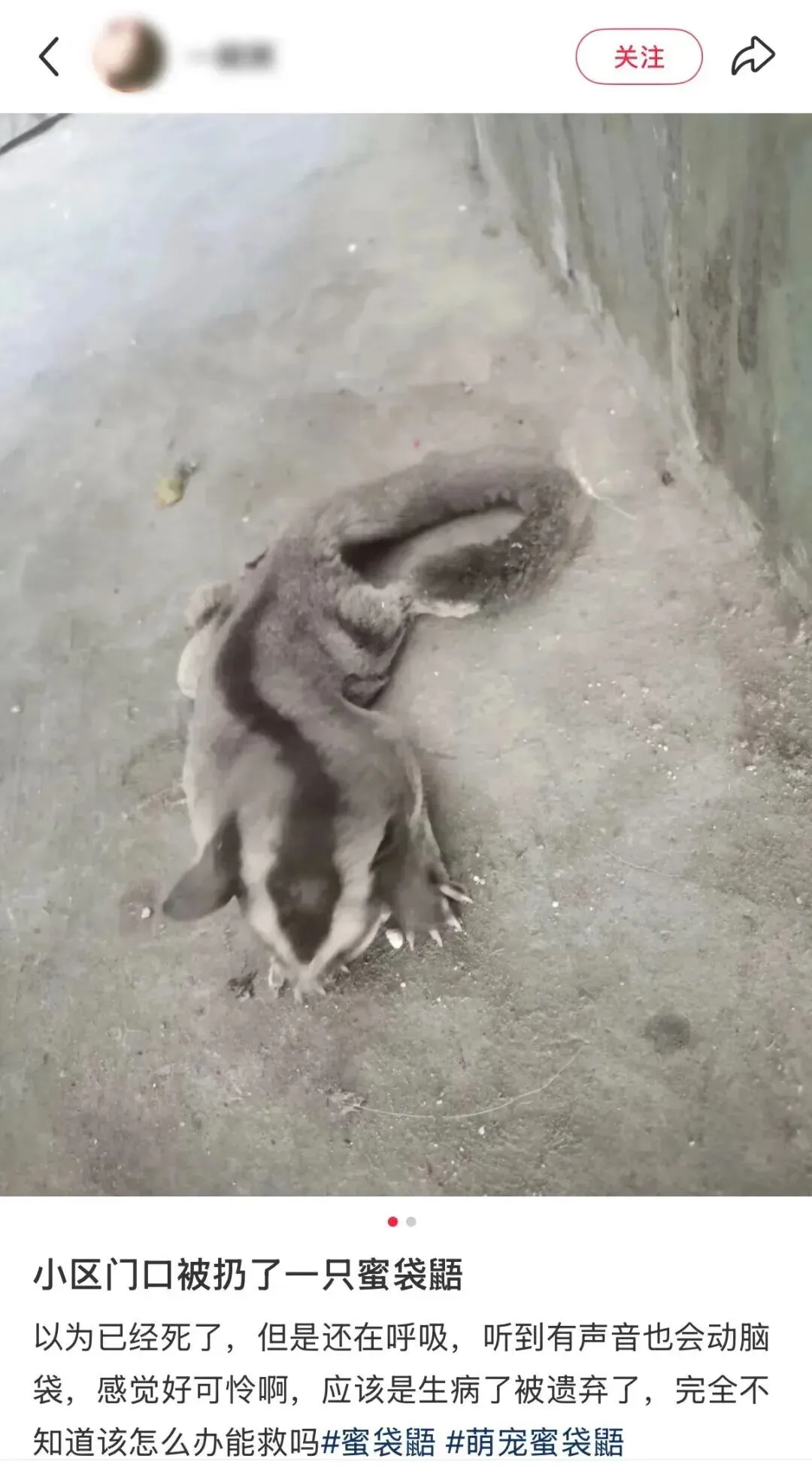 百亿“冷宠”市场热了,这届年轻人为何钟情“神奇动物”?