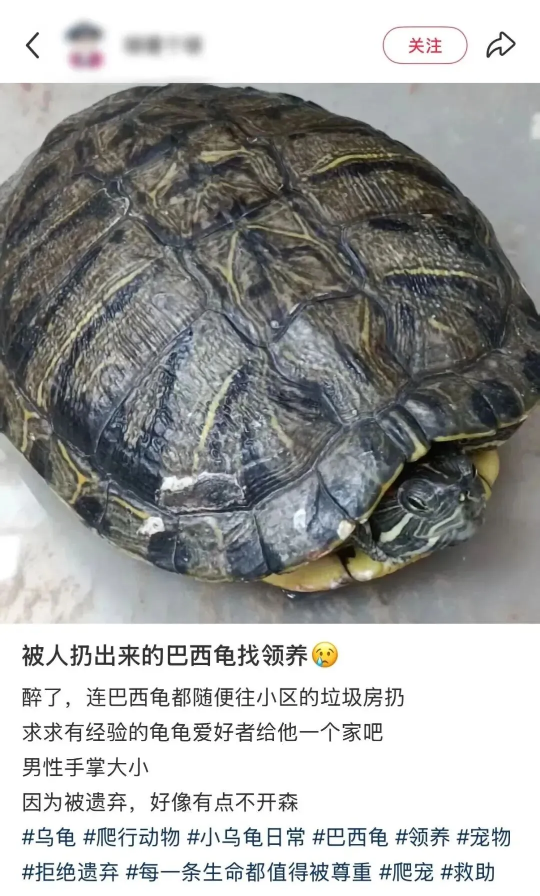 百亿“冷宠”市场热了,这届年轻人为何钟情“神奇动物”?