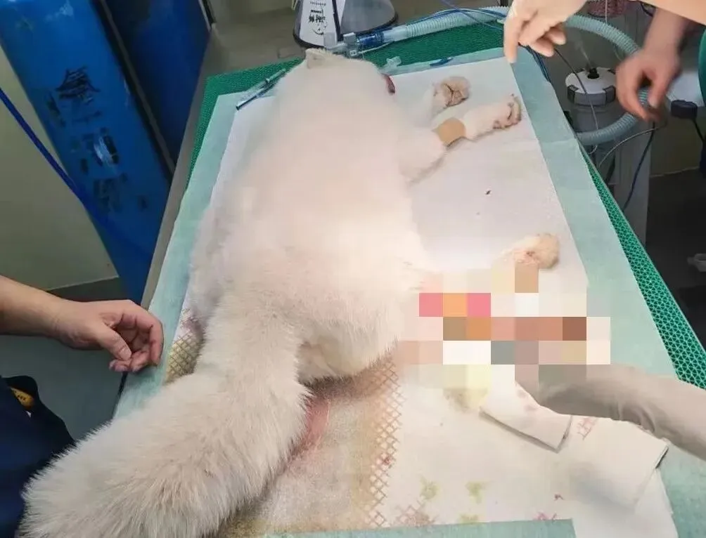 百亿“冷宠”市场热了,这届年轻人为何钟情“神奇动物”?