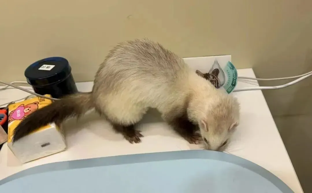 百亿“冷宠”市场热了,这届年轻人为何钟情“神奇动物”?