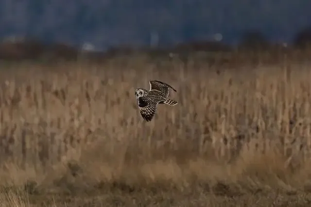 2026短视频获客:专业度正在重新定义流量规则(并非只写给文旅人)