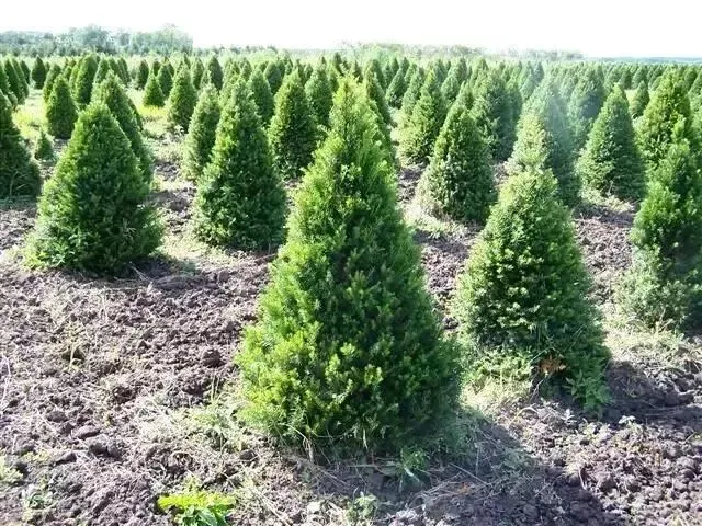 百万株缺口!2026年红豆杉绿化市场爆发,多部门协同规划布局