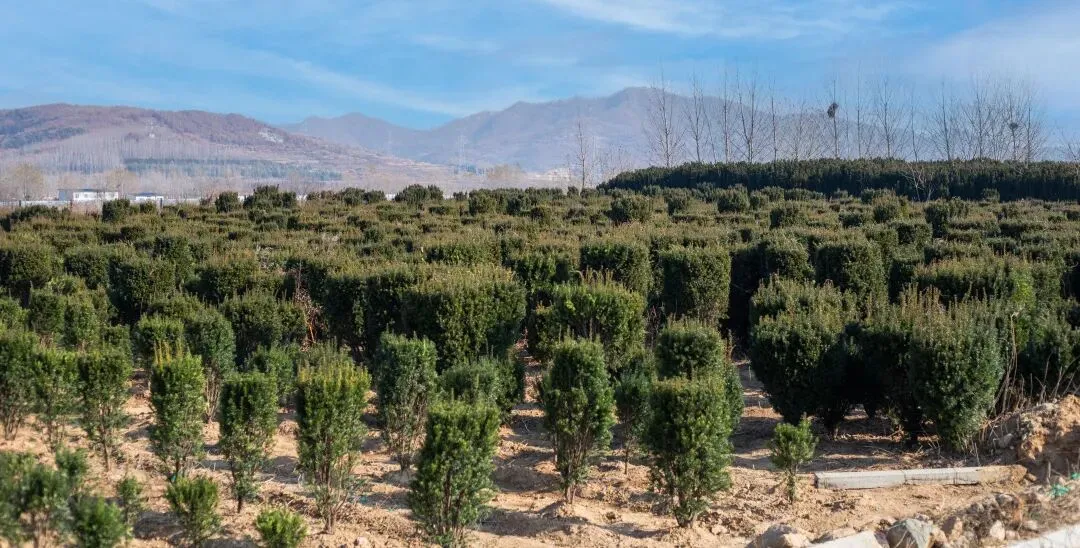 百万株缺口!2026年红豆杉绿化市场爆发,多部门协同规划布局