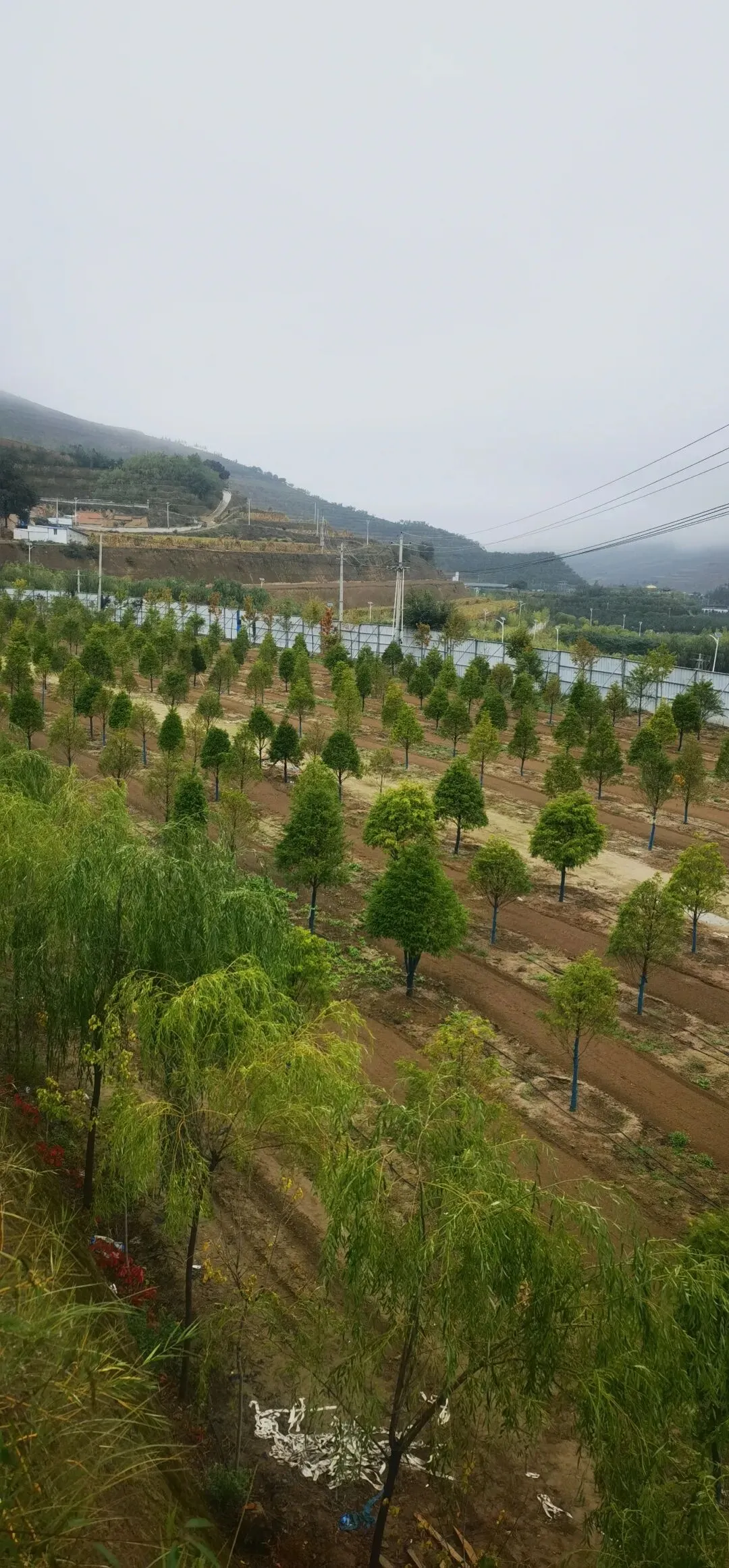 百万株缺口!2026年红豆杉绿化市场爆发,多部门协同规划布局