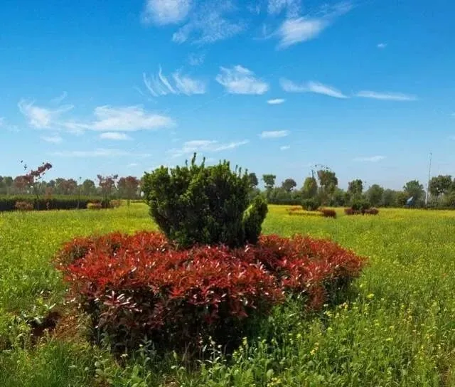 百万株缺口!2026年红豆杉绿化市场爆发,多部门协同规划布局