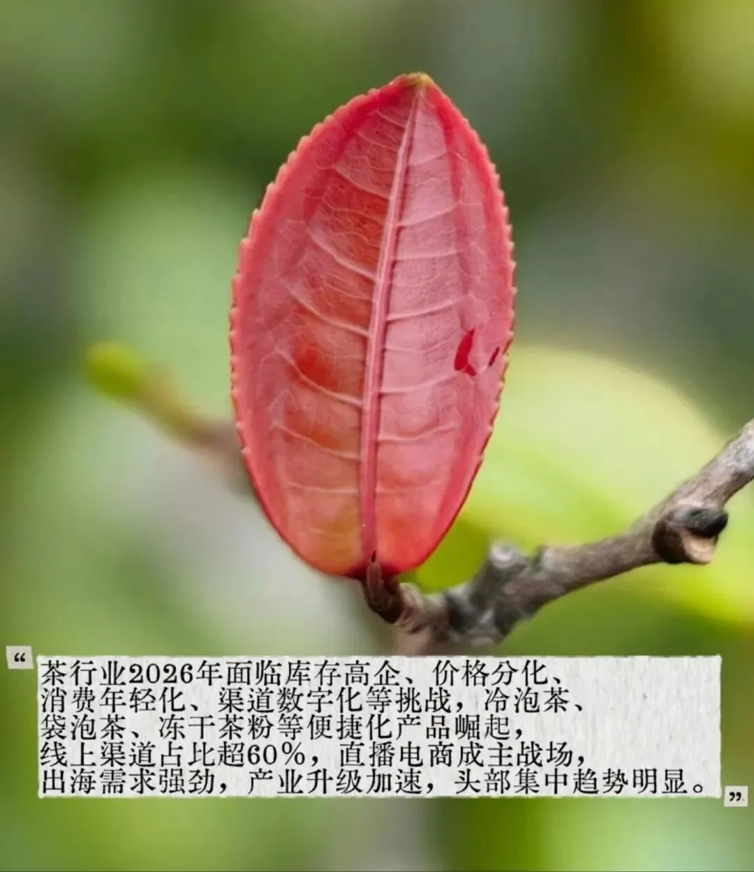 茶行业的最新市场动态