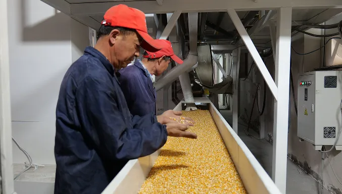 守好春耕“第一关”——榆林全力保障种子市场安全