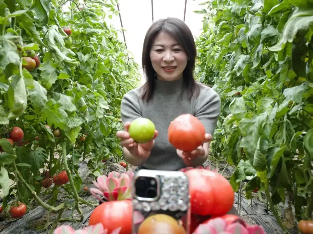 “西红柿乐园”里的“云市场”