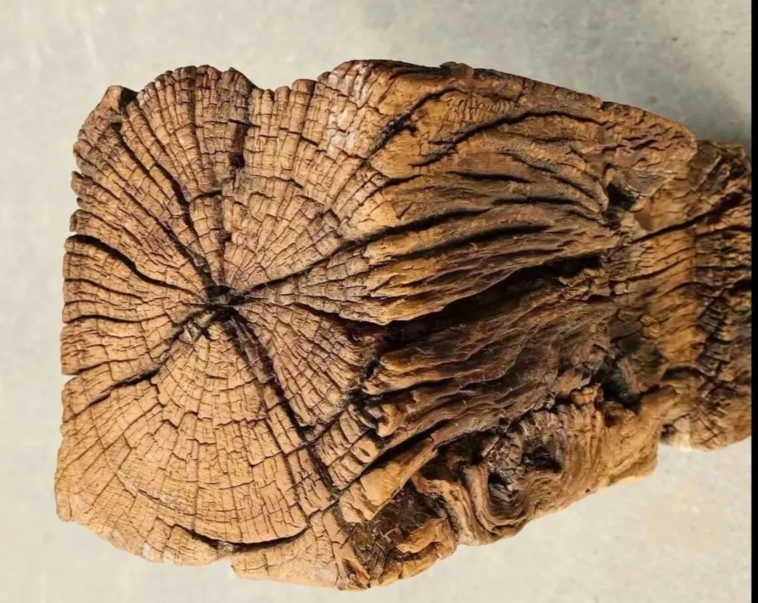 古玩市场见到神秘老物件——风化木与雷击枣木!