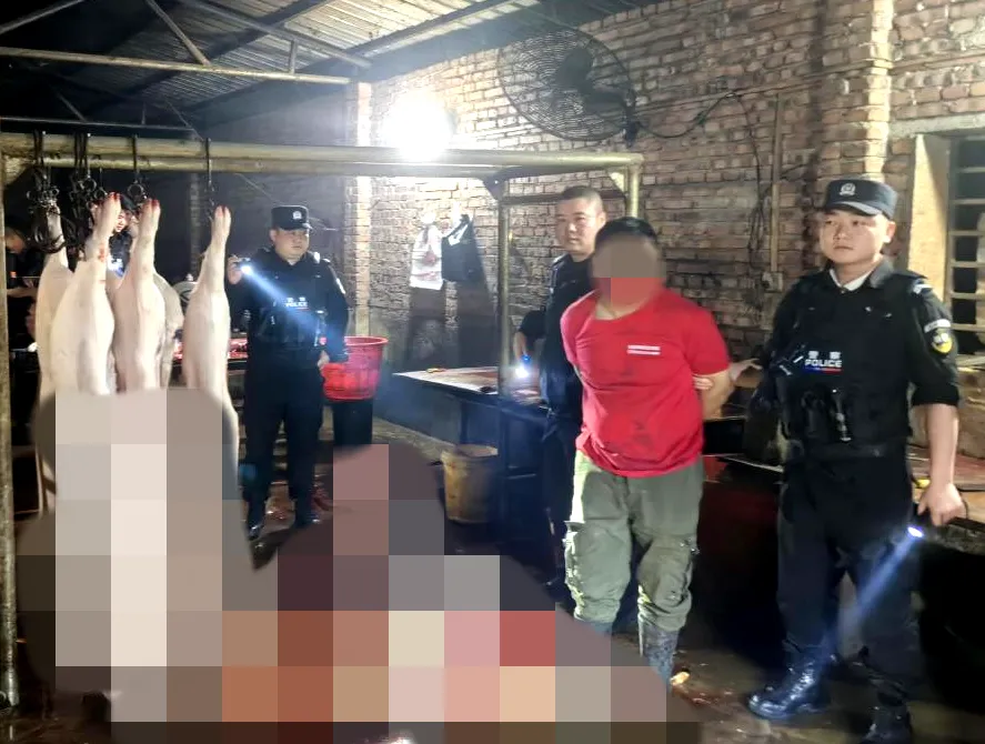 未获许可私宰生猪,销往多个市场摊位!湖南耒阳一非法窝点被端,查获26头猪、刑拘1人