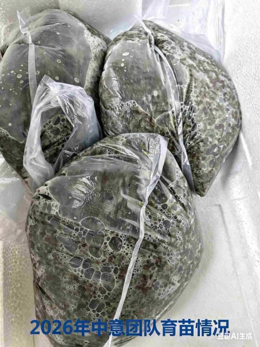 苗价卵价双双暴涨,整个海参市场欣欣向荣——4月中旬行情全景扫描