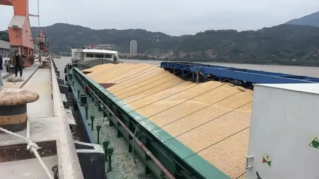 现货看现实 期货看预期 当前国内玉米市场“期强现弱”的成因分析