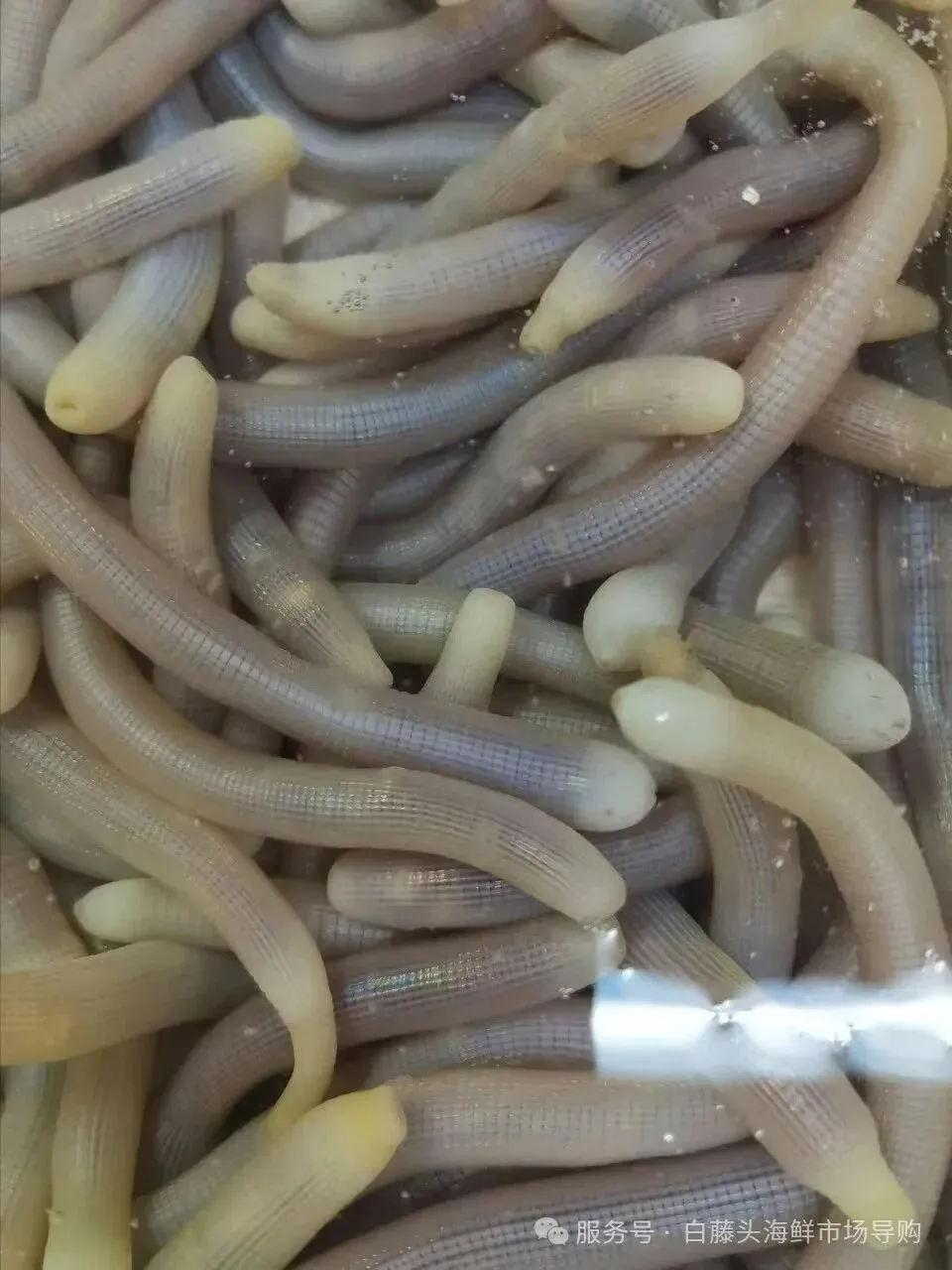 珠海隐藏吃法丨珠海白藤头市场挖宝!沙虫鲜到咬舌的秘密