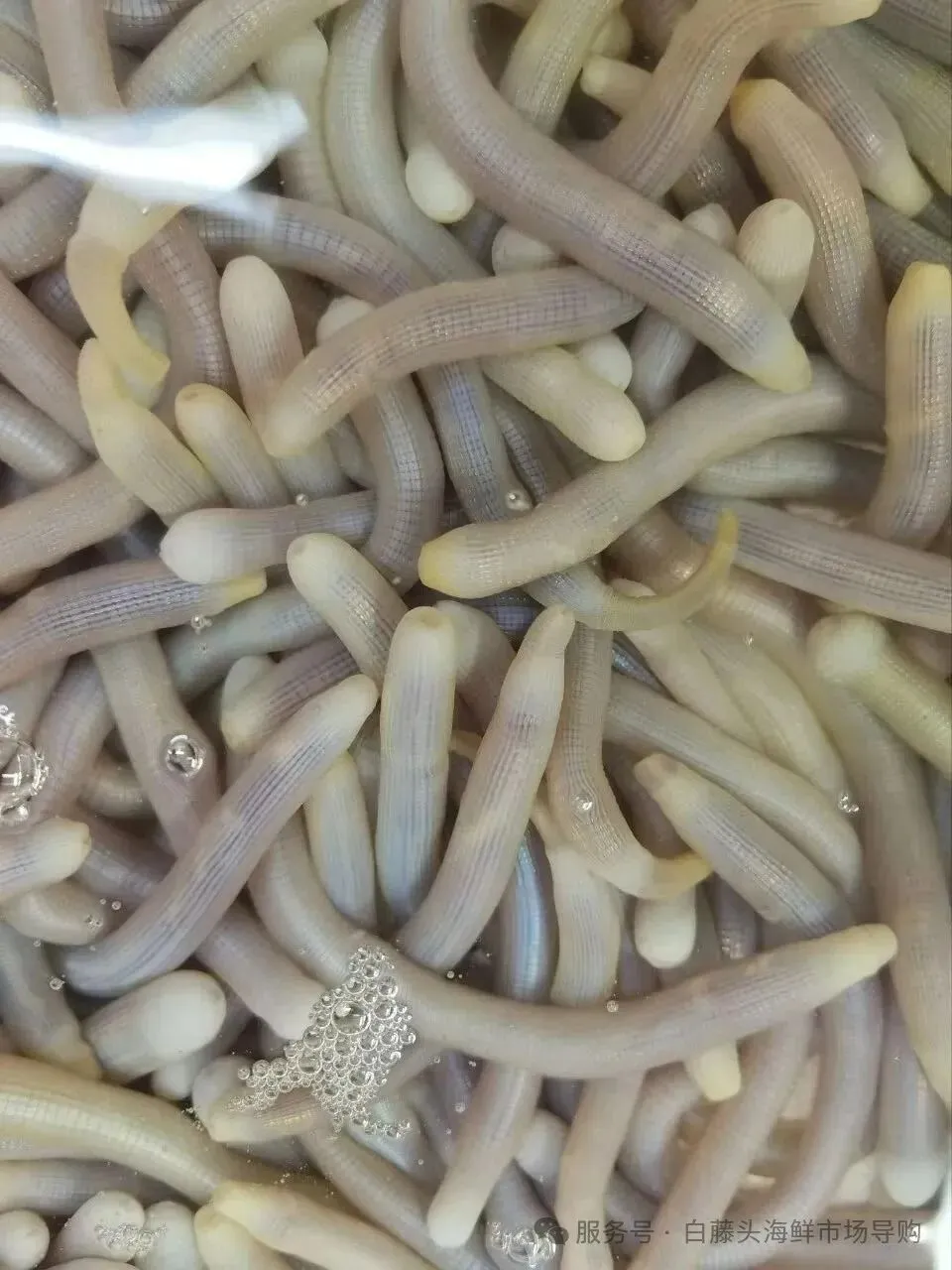 珠海隐藏吃法丨珠海白藤头市场挖宝!沙虫鲜到咬舌的秘密