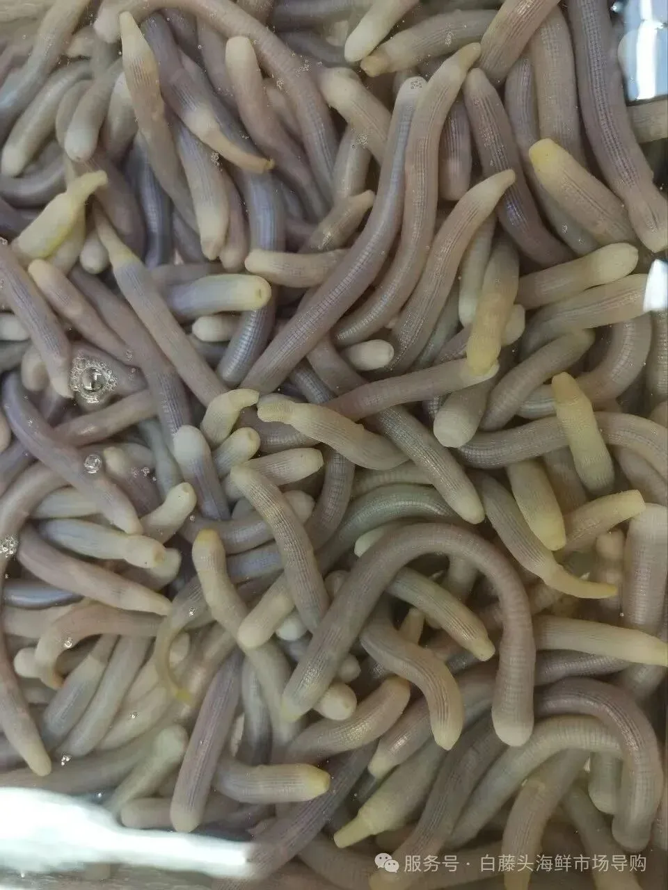 珠海隐藏吃法丨珠海白藤头市场挖宝!沙虫鲜到咬舌的秘密
