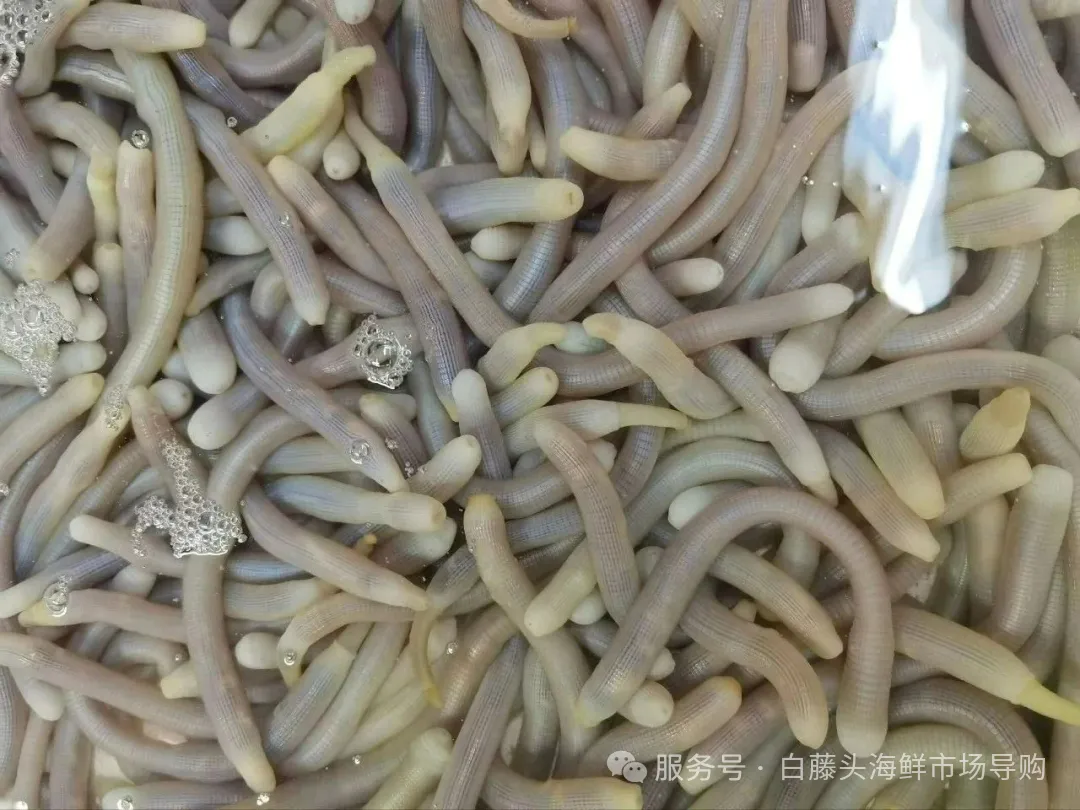珠海隐藏吃法丨珠海白藤头市场挖宝!沙虫鲜到咬舌的秘密